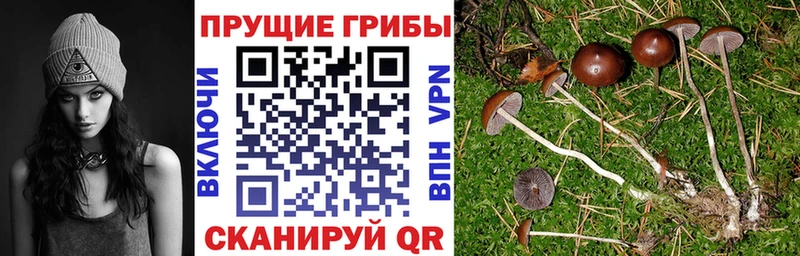 Псилоцибиновые грибы Cubensis  цена наркотик  Урай 